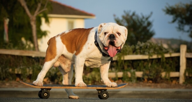 Best Skateboards for Dogs (Review) in 2023 - Top 5 Picks! | Puplore