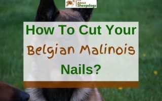 How to Cut Your Belgian Malinois Nails – Step By Step Guide