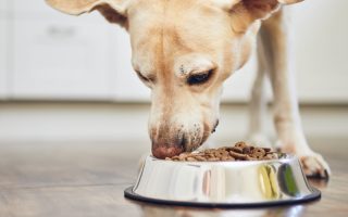 Why My Lab is Always Hungry | Find Out What to Do