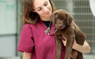 How to Hold a Labrador Puppy: Tips and Tricks