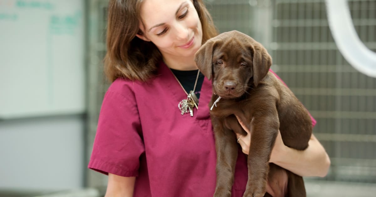 tips on how to hold a labrador retriever pup