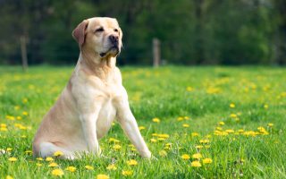 How to Increase Labrador Height