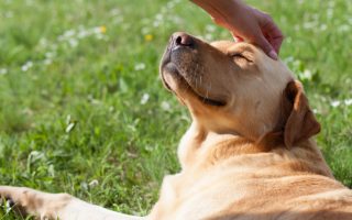 How to Pet Your Labrador – Five Effective Tips