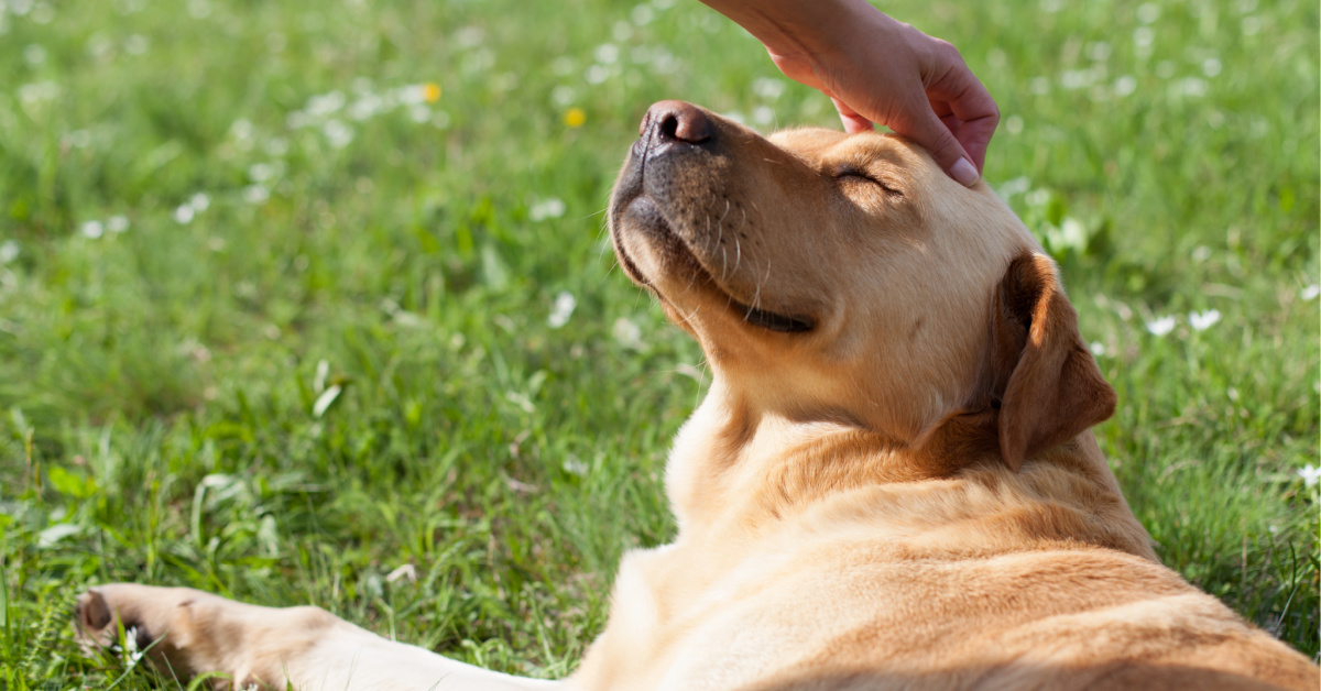 effective tips on how to pet a labrador retriever