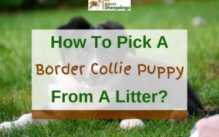 7 Tips On How To Pick A Border Collie Puppy From A Litter