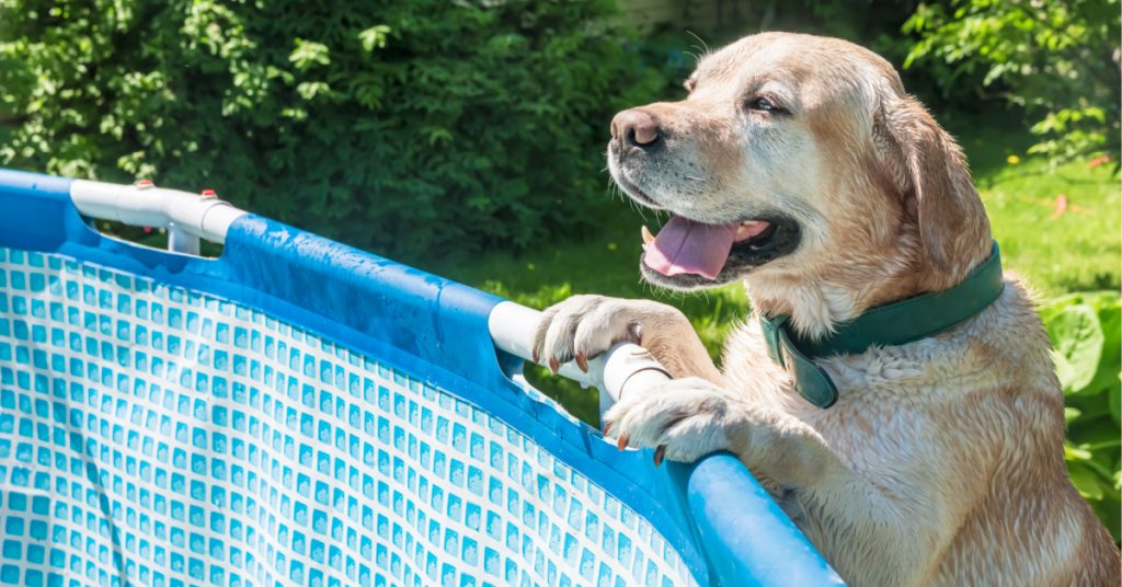 How to Play with Your Labrador Puppy A Complete Guide