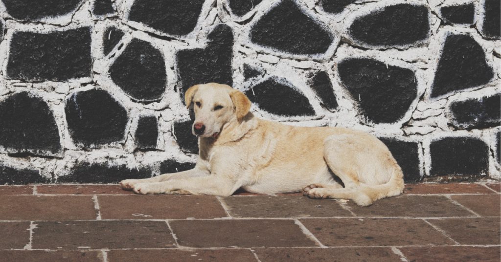 A Guide on How to Potty Train Your Labrador Puppy Puplore