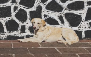 A Guide on How to Potty Train Your Labrador Puppy