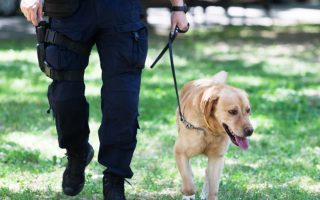 6 Easy Steps on How to Train Your Labrador to Attack on Command