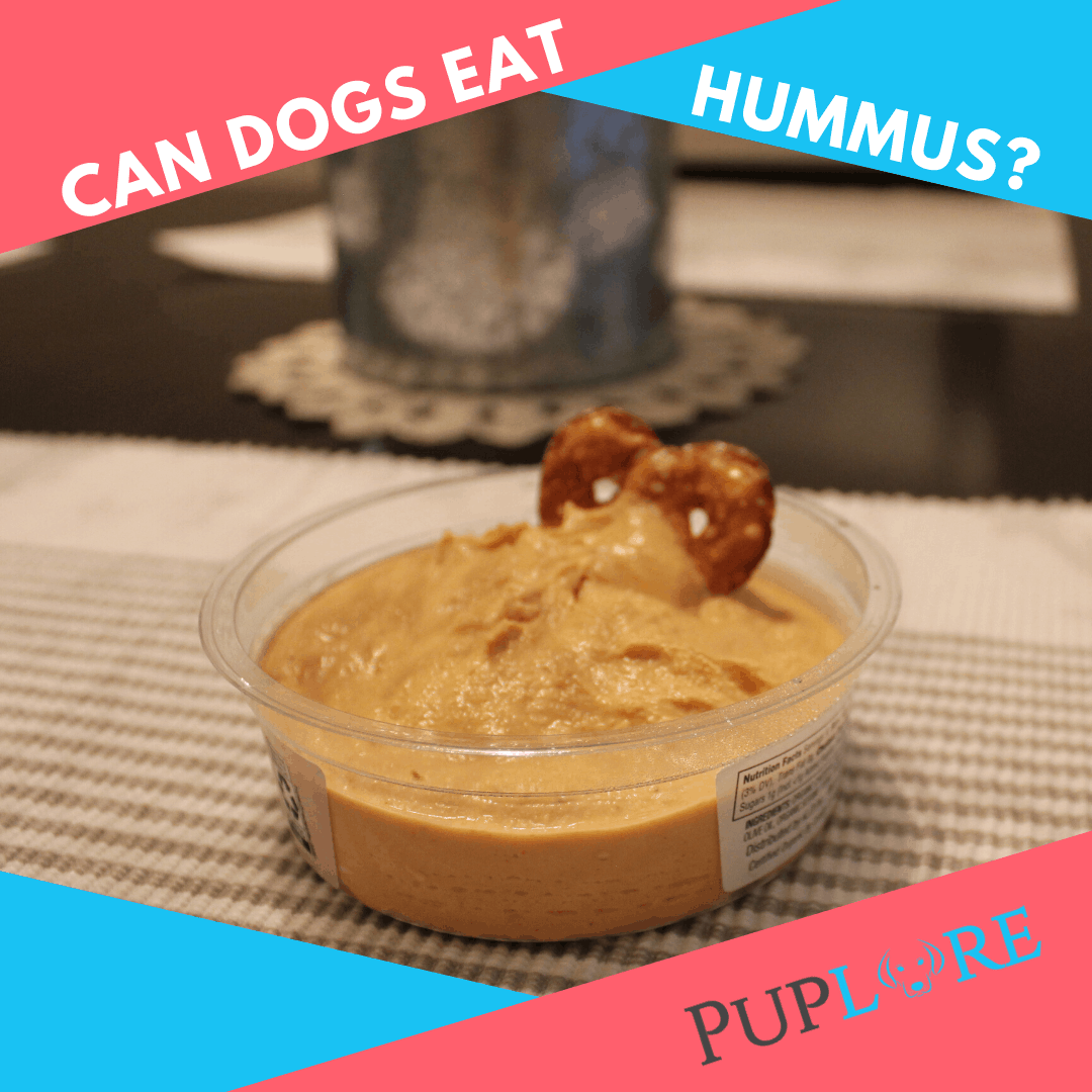 Can Dogs Eat Hummus? What About Chickpeas?
