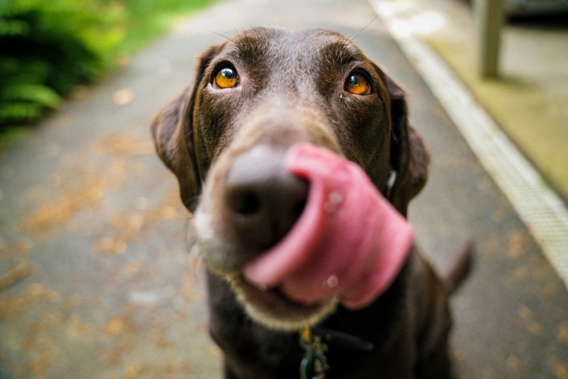 labrador wondering if marinara sauce is ok for dogs