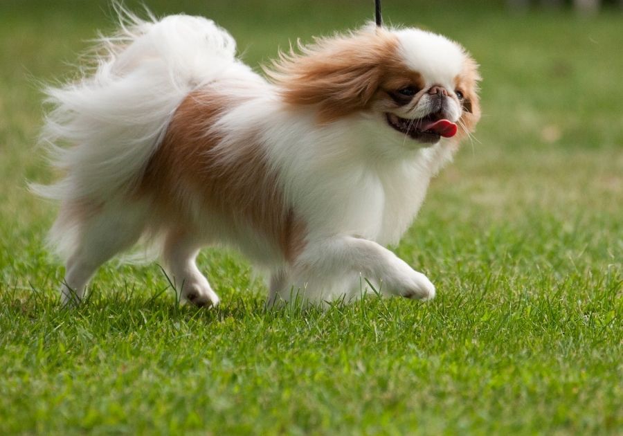 Brown and White Japanese Chin Dog Walking on Grass