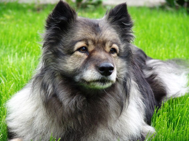 Keeshond dog breed