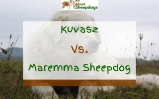 Kuvasz vs Maremma Sheepdog – What’s The Difference?