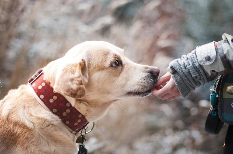 You can easily train your Labrador