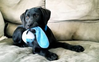 Labrador Common Behavior Problems and How to Fix Them