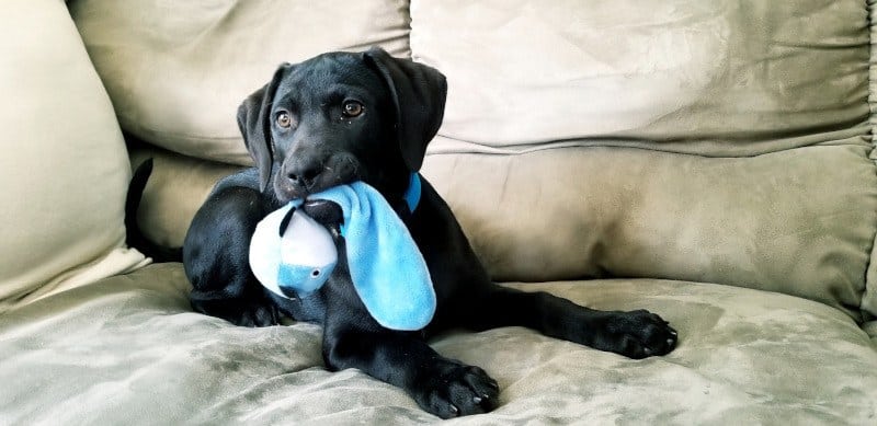 Lab puppy chewing on toy on couch