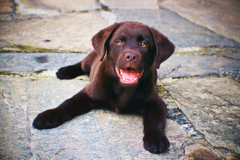 Labrador puppy laying on pavers