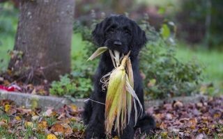 Why Labradors Eat So Much and How To Manage It
