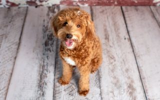 A Complete Guide to the Miniature Labradoodle Dog