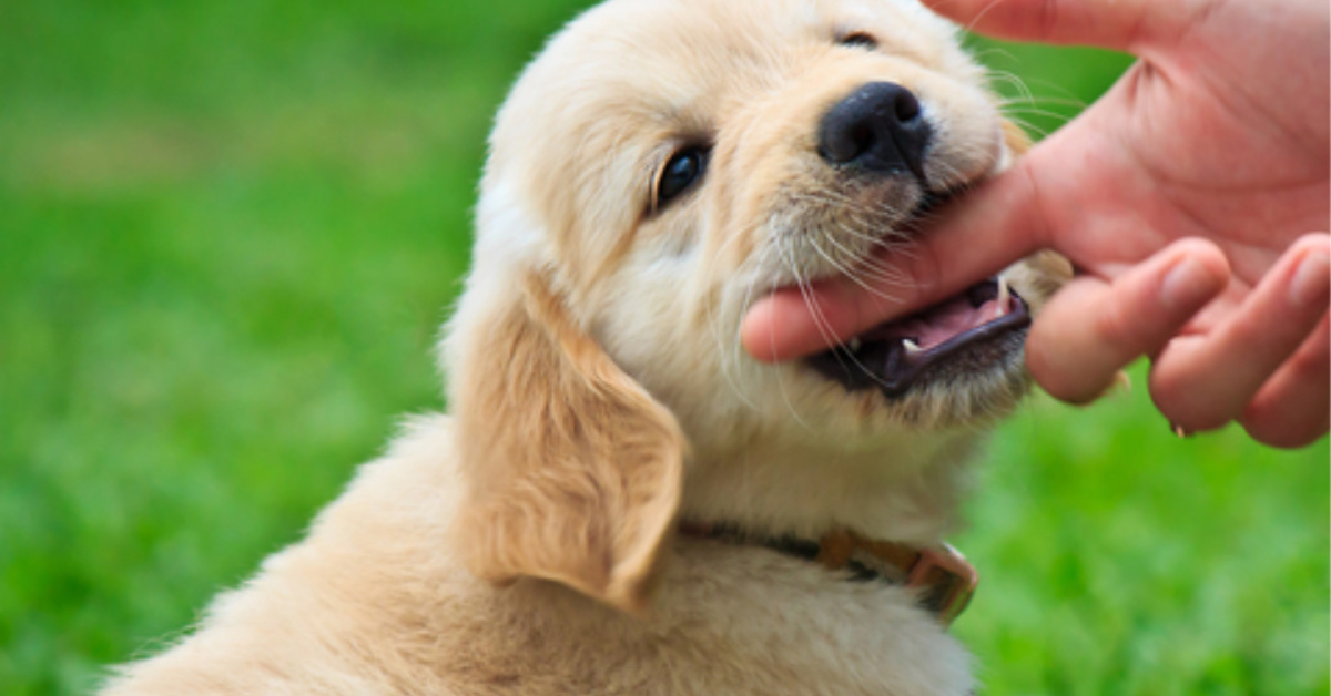 Why do Labrador Puppies Bite and How to Fix It? Puplore