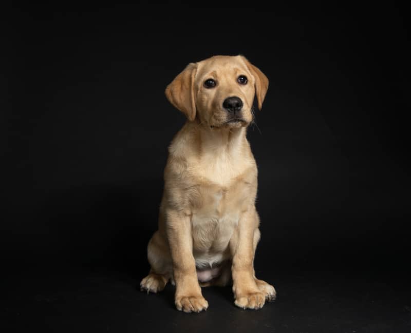 what age do female labradors stop growing