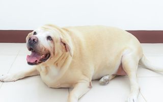 Labrador Obesity: Causes, Remedies, and More