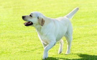 Labrador: Pet, Show Dog, or Hunter? Advice for Knowing the Best Labrador for You