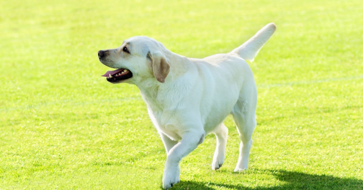labrador retriever best as pet, show dog, or hunter