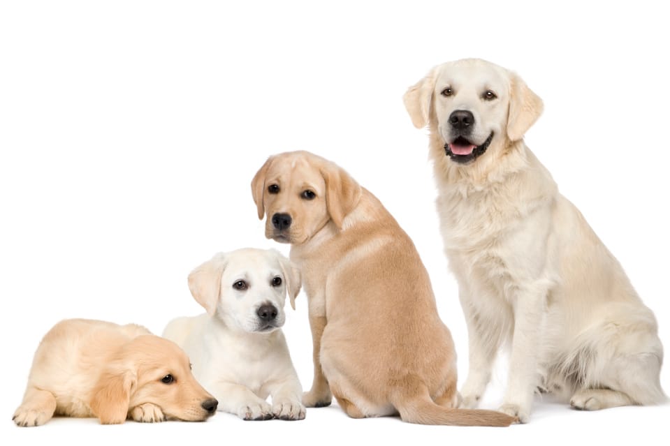 Labrador Retriever Behavior by Age Things to Know About