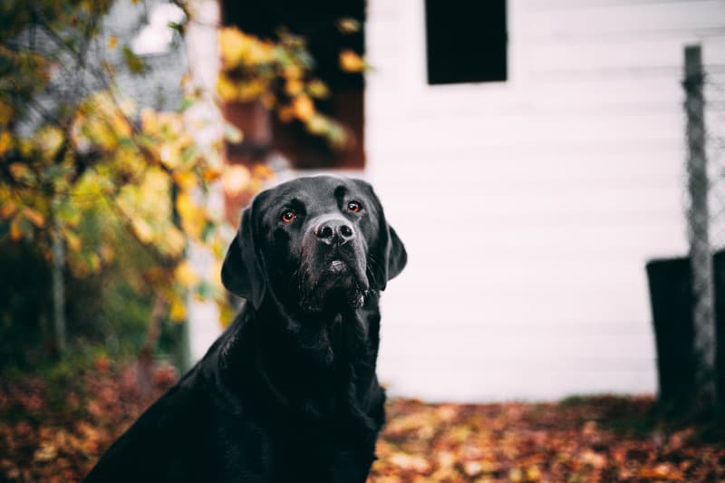 Fully grown Labrador Retriever