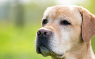Labrador Retriever: Male or Female? Important Factors to Consider