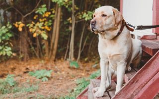 Labrador Retriever Rescue Issues – How to Prepare for Them