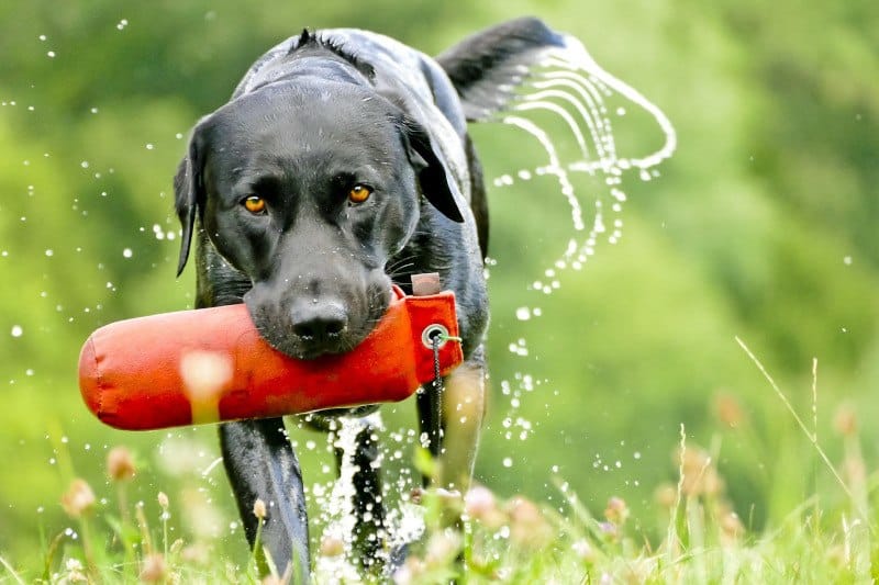 Labrador Retriever training with toy