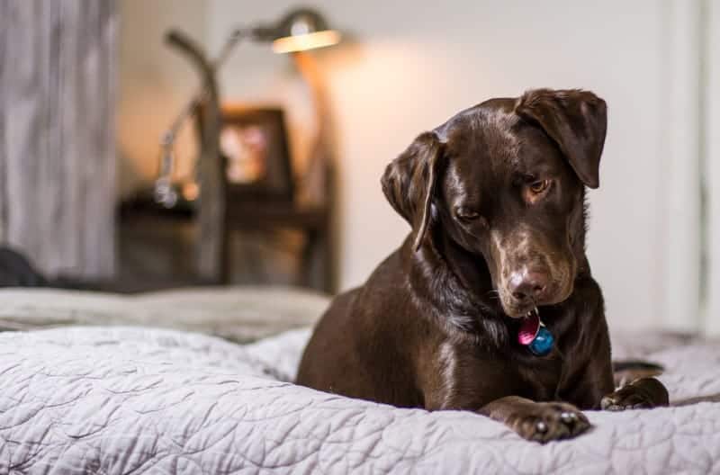 Labrador Retrievers do like to chew on stuff