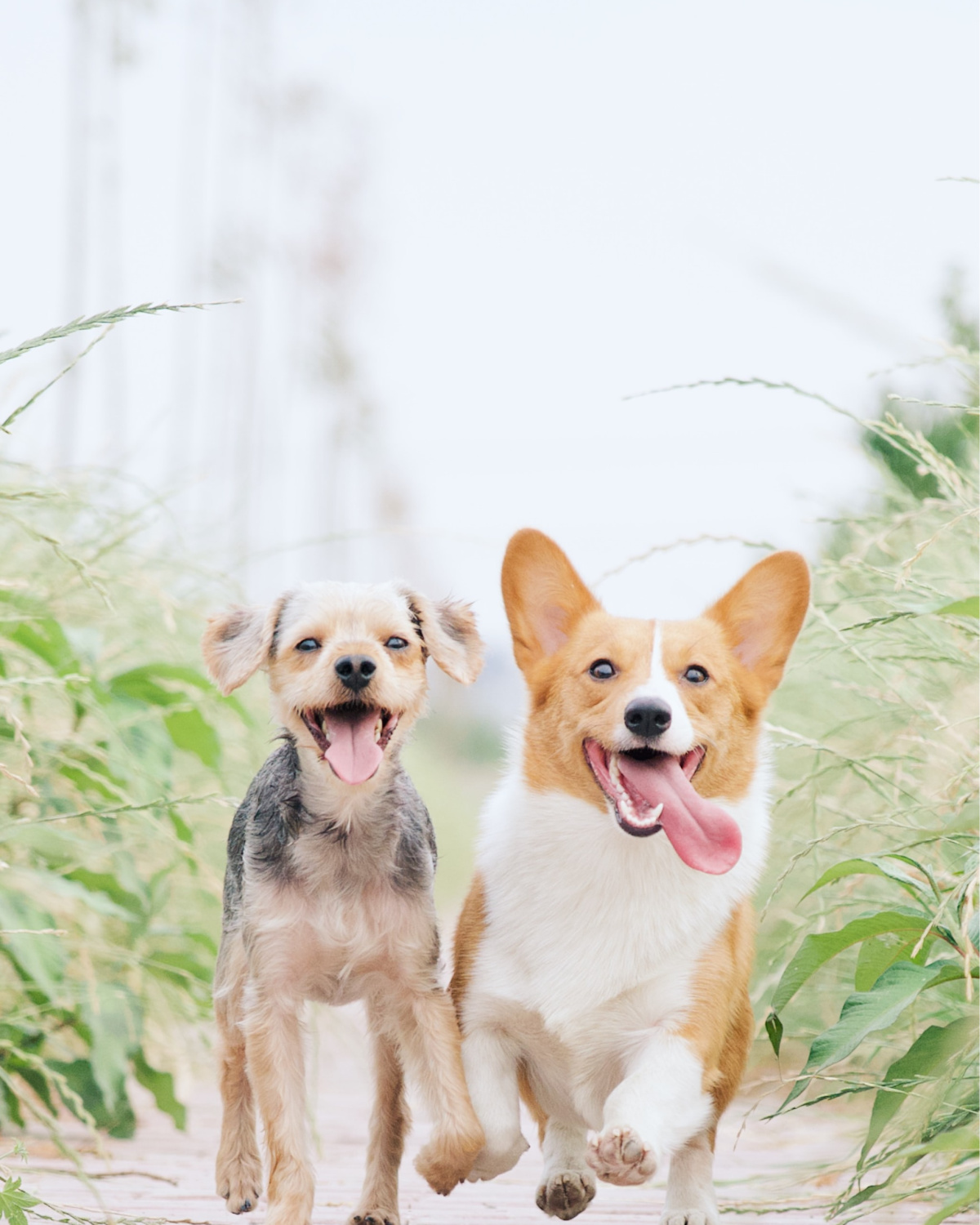 Are Labrador Retrievers Good with Other Dogs? Puplore