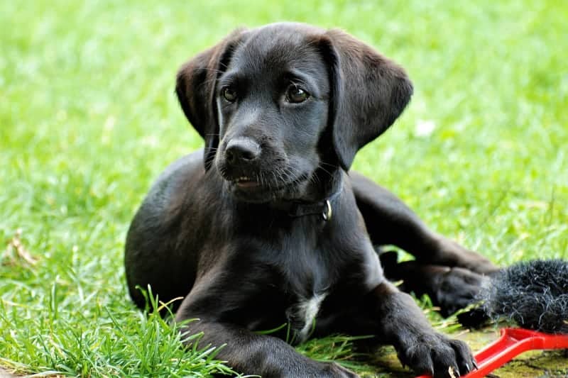 can labradors be apartment dogs