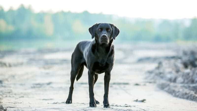 Labs can make good apartment dogs