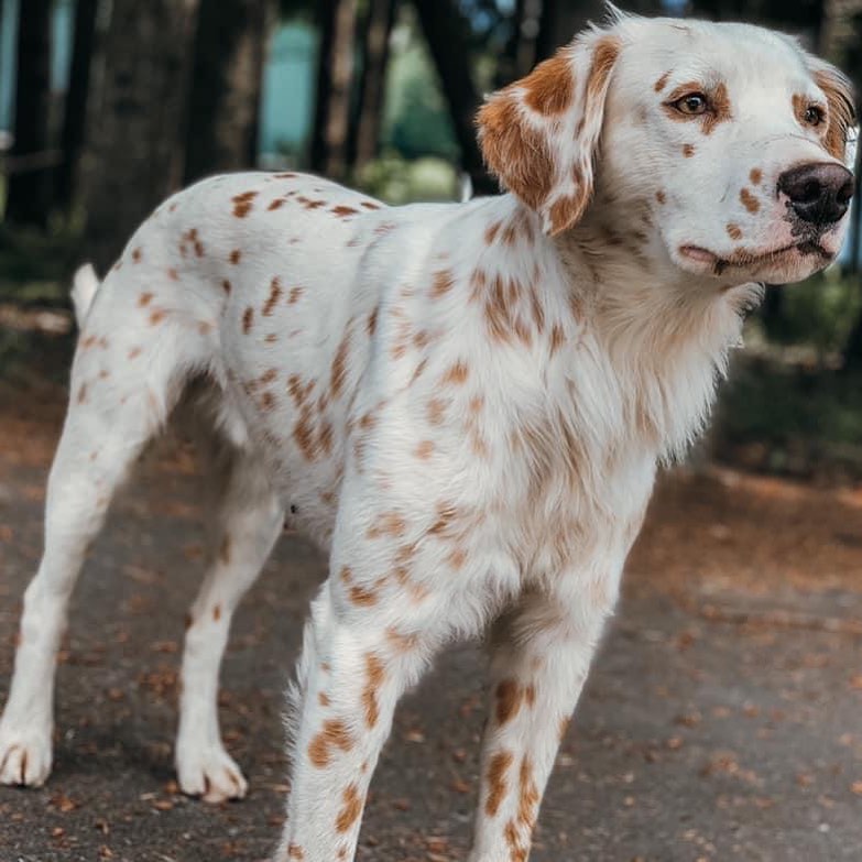 lemon long-haired Dalmatian Pup at Dog Park