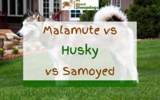 Malamute vs Husky vs Samoyed – Which One Is Better?