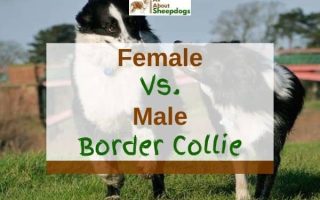 Male vs Female Border Collie – Which One Is Better For You?