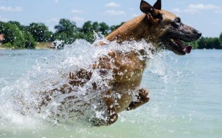 Why Labradors Love Water So Much: Reasons Behind It