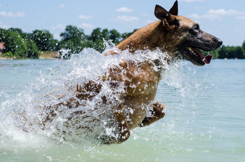 Malinois running through water