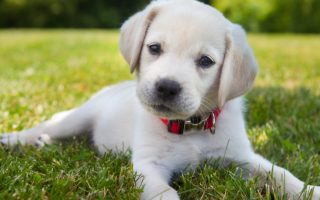 Mental Stimulation for Lab Puppies – Tips to Know