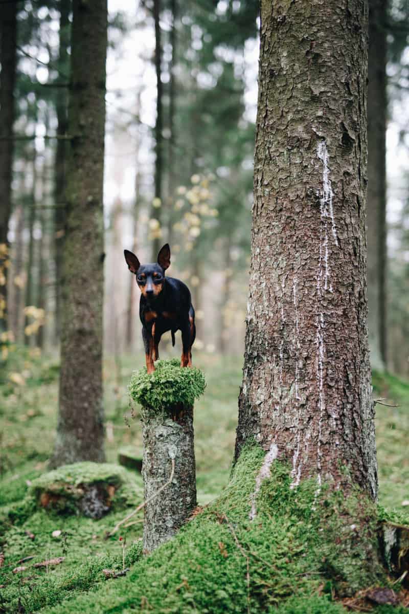 Miniature Pinscher standing on stump in the woods