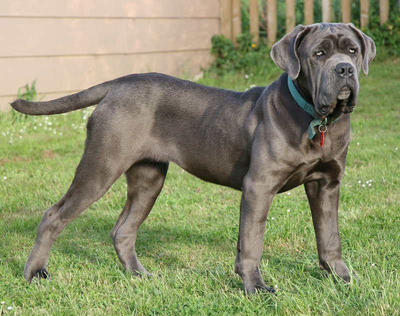 Neapolitan Mastiff