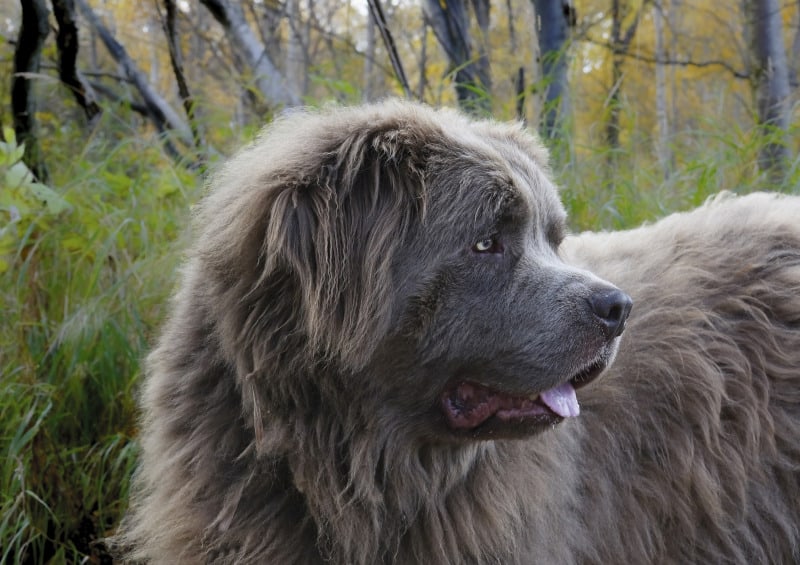 Top Strong Dog Breed Newfoundland