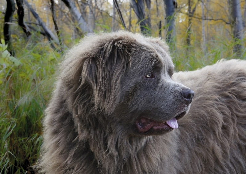 Newfoundland is a slow dog breed