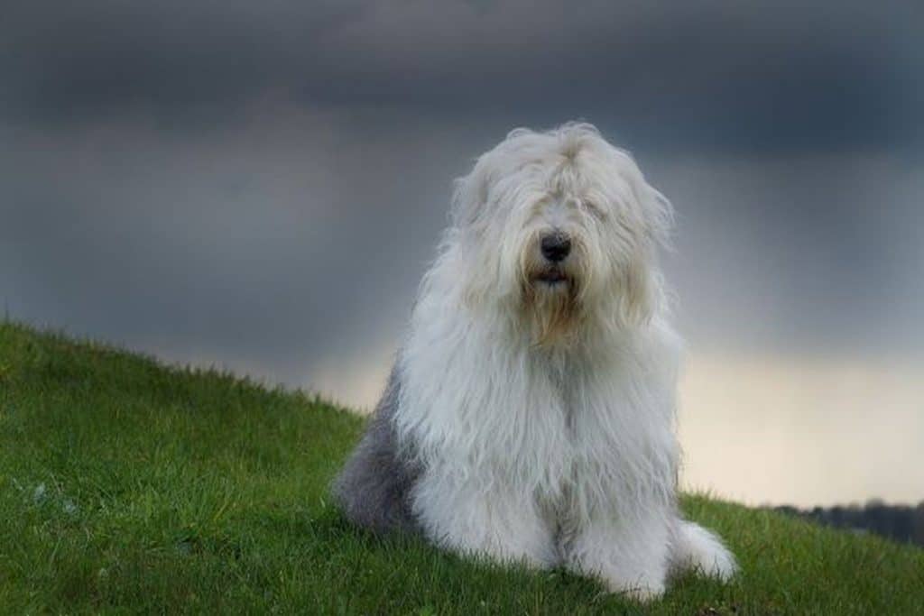 How Long Do Old English Sheepdogs Live? (OESD Lifespan) | Puplore