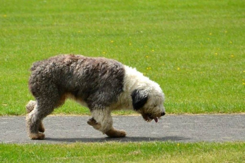 Do Old English Sheepdogs Smell